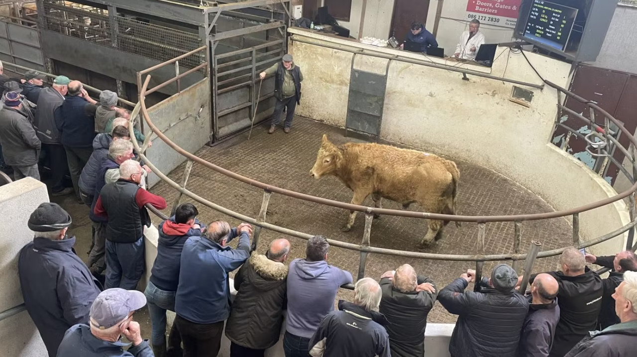 How many farmers vs cattle dealers actually buy or sell cattle at the mart?