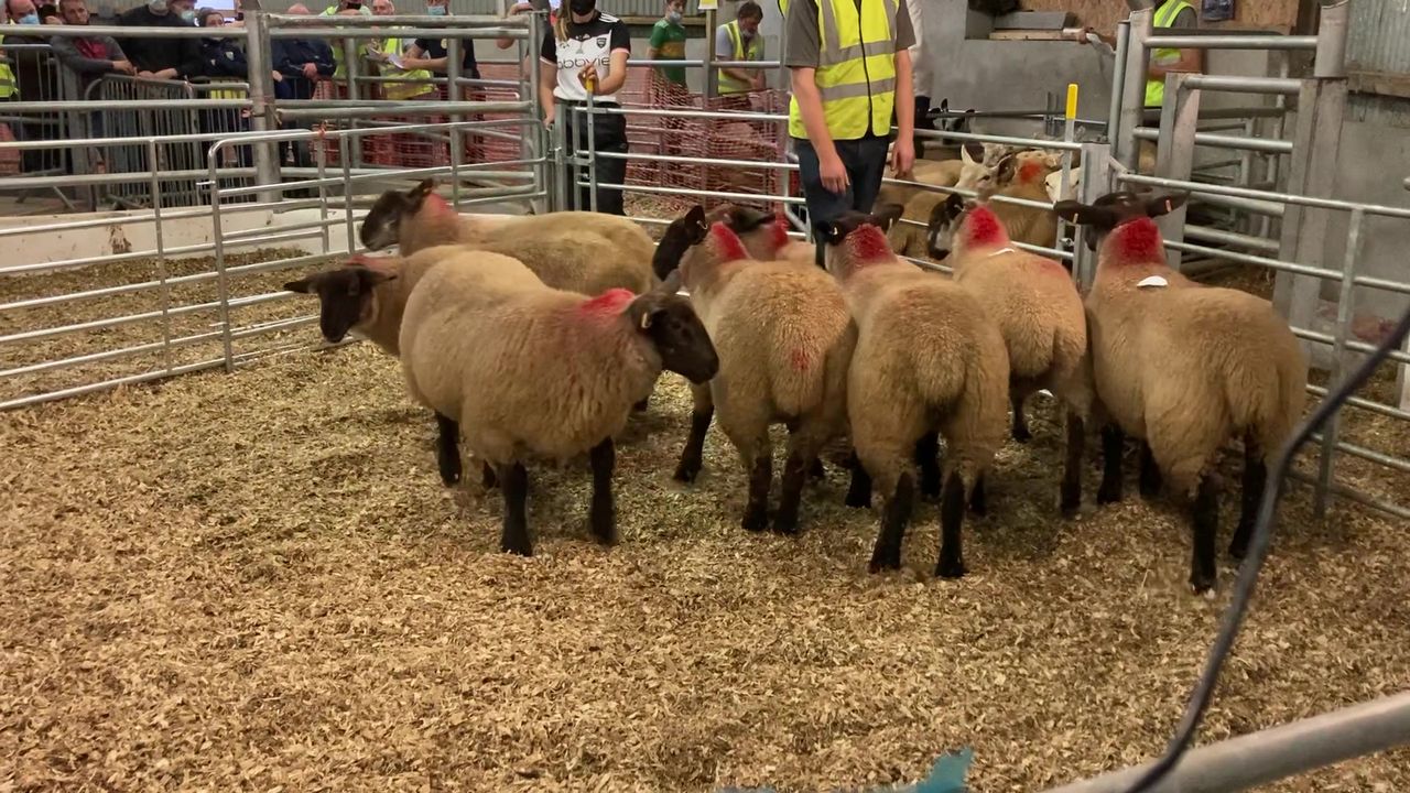 Trade for breeding sheep not as 'hot' as expected by many