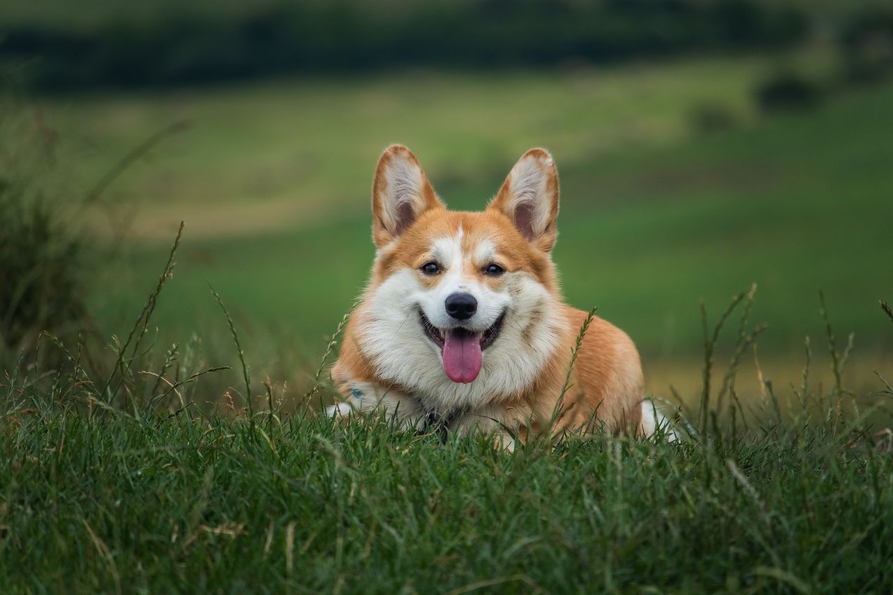 TD calls for waiving of dog licence fees for senior citizens