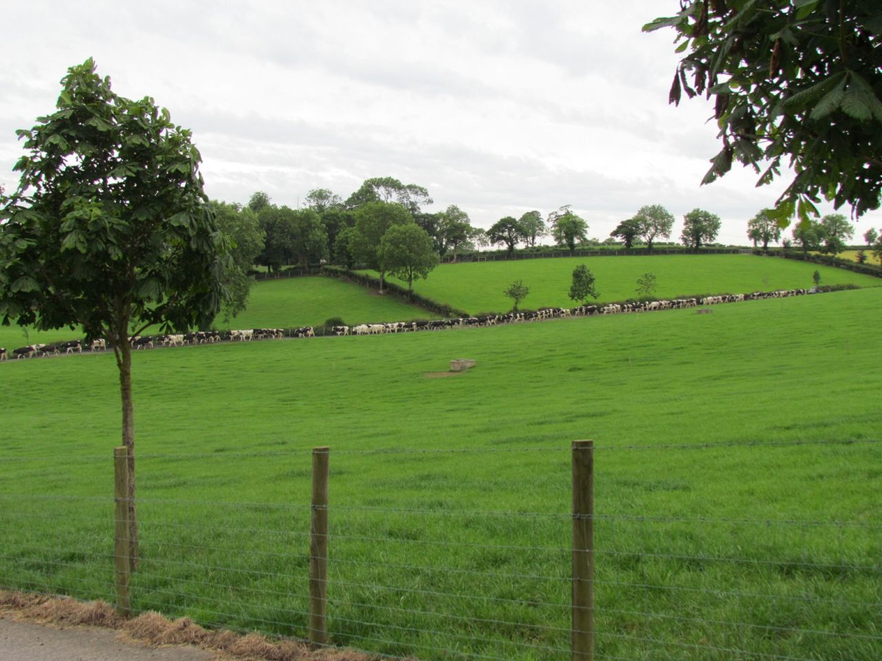 On the 'up': Down dairy farmers pipped at the post for UK grassland award