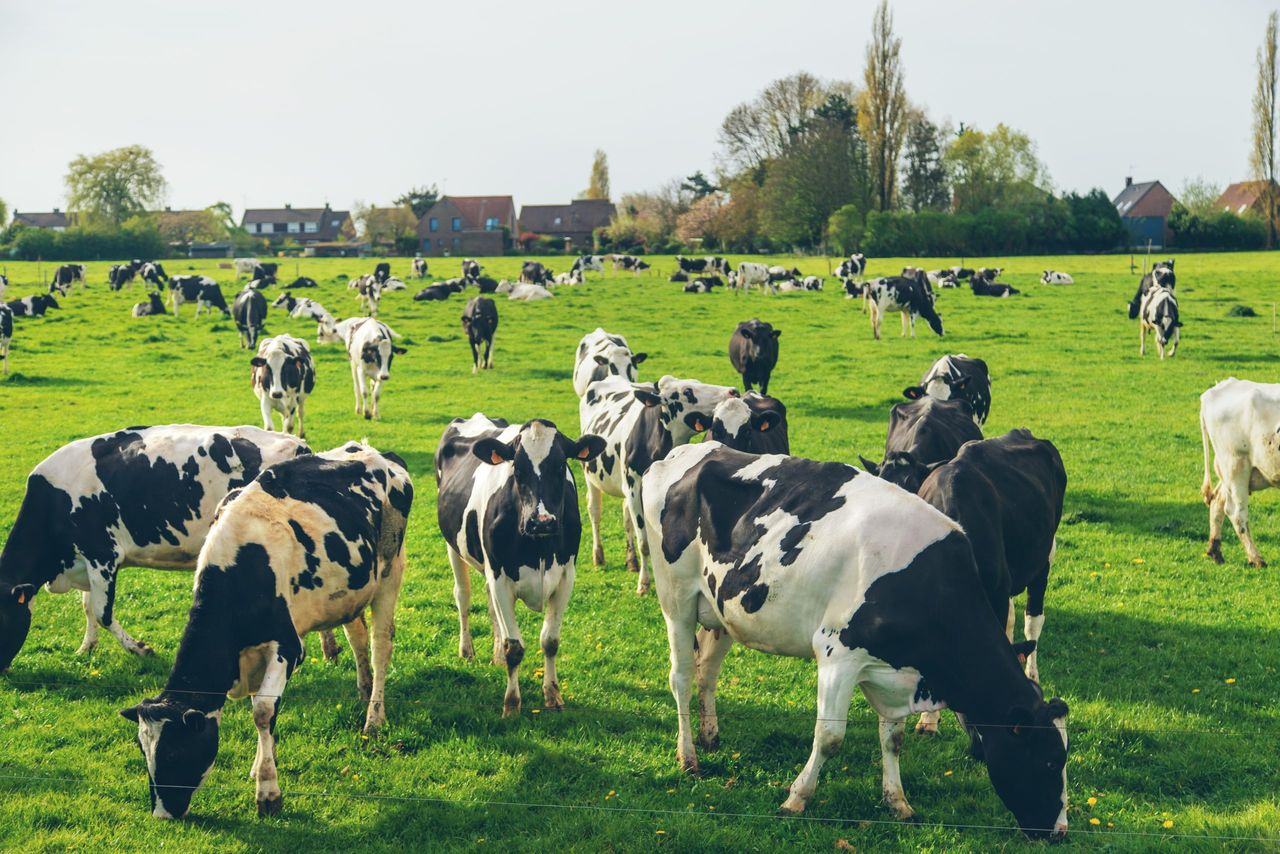 French spring-calving dairy farm boosting system with grass