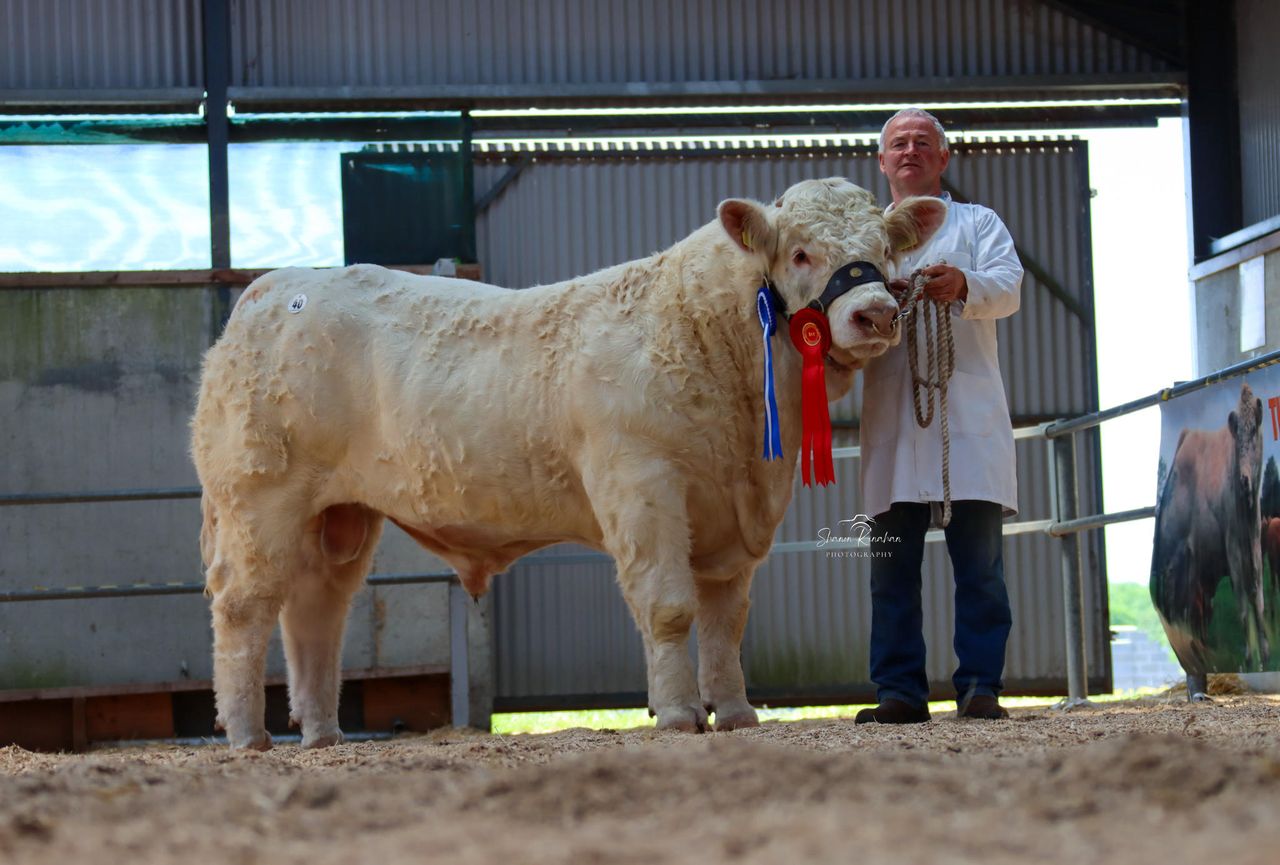 Galway-bred bull hits €10,000 at Tullamore Charolais sale