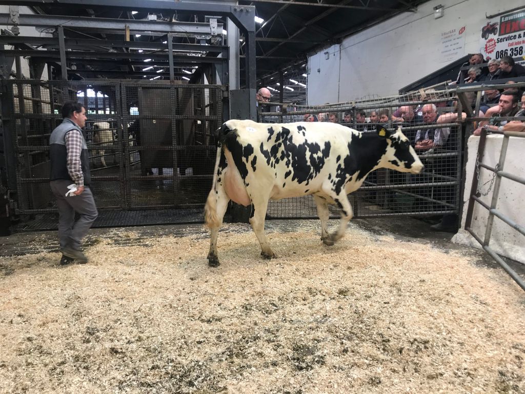 Lot 23: Ballyclan Praser Expert 3431, sold for 3,250gns