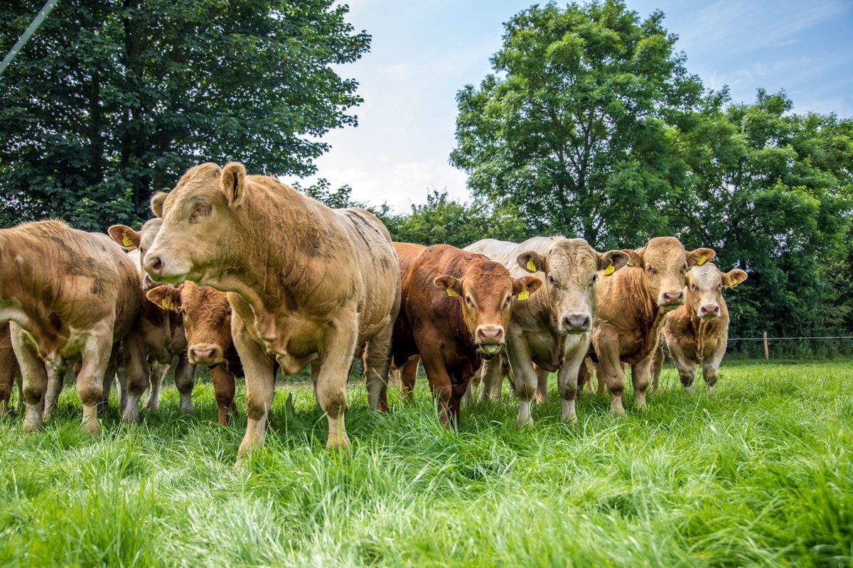 Over 3,000 bulls destined for Libya