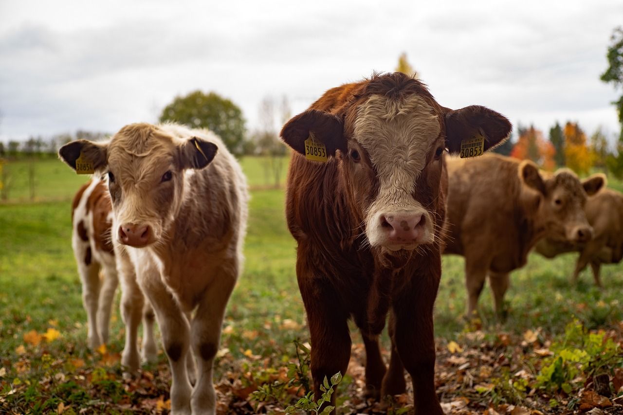 Targeted action needed to drive down methane emissions - IEA