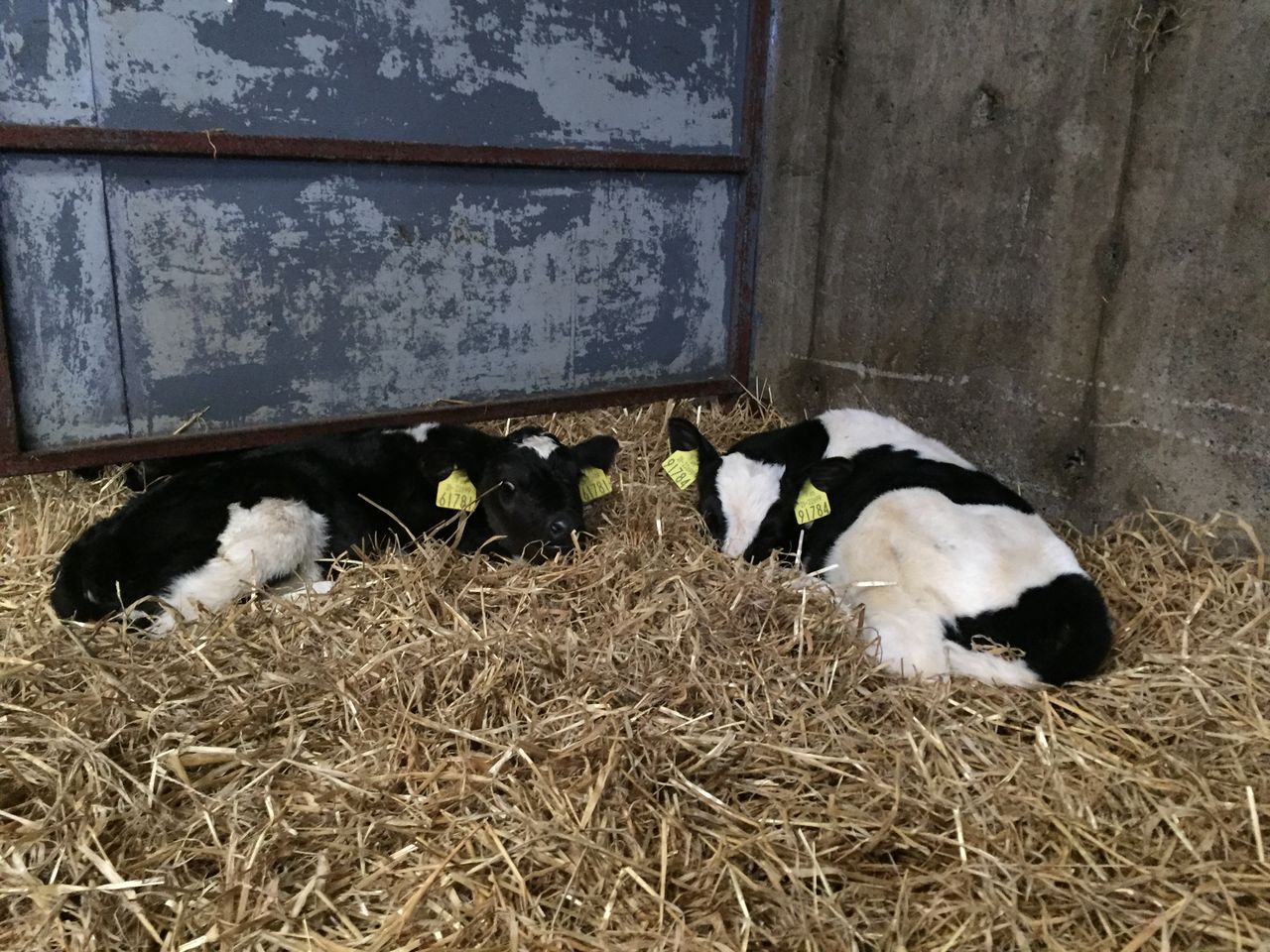 Could this be the explanation for scour in your calves?
