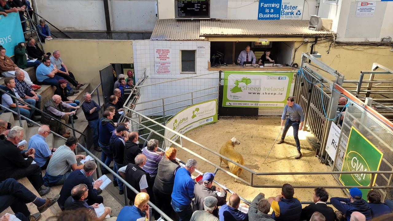 Average price of €795/ram at Sheep Ireland sale