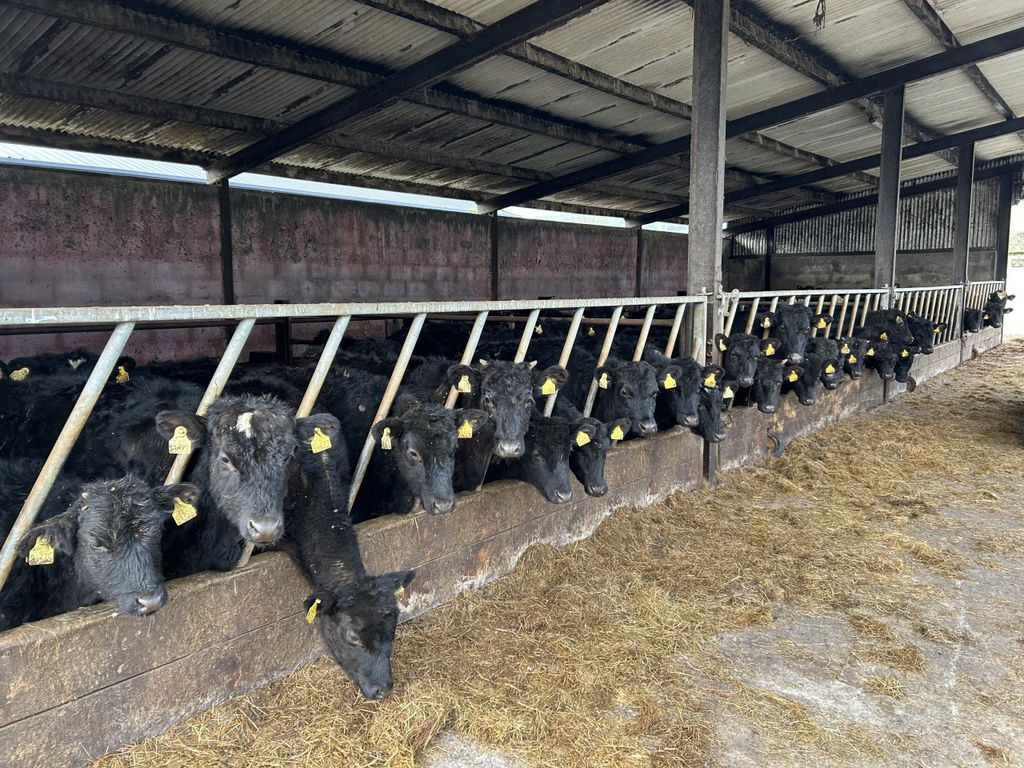 Mulcahy's four bay slatted shed