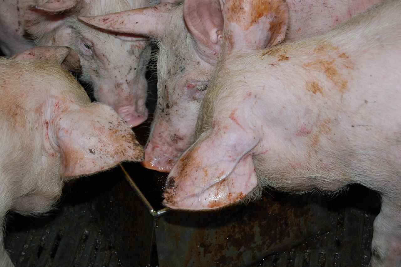 Hogan acknowledges problems in pigmeat sector