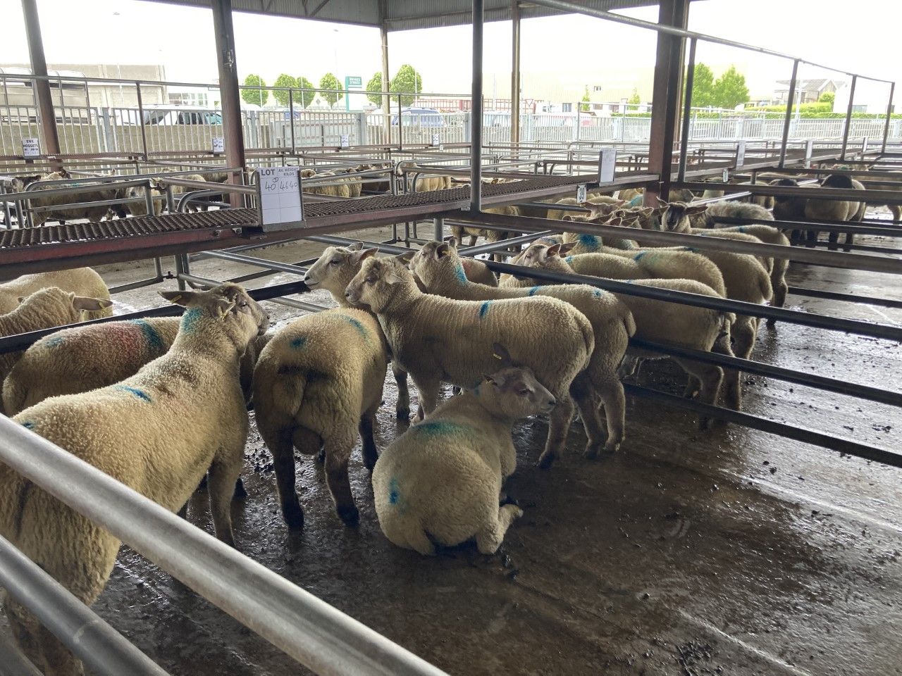 Pics and prices: Spring lambs top €175/head in Roscommon