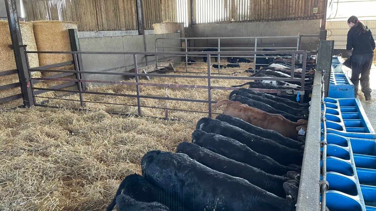 Table: Good, average and poor CBVs for calves by breed