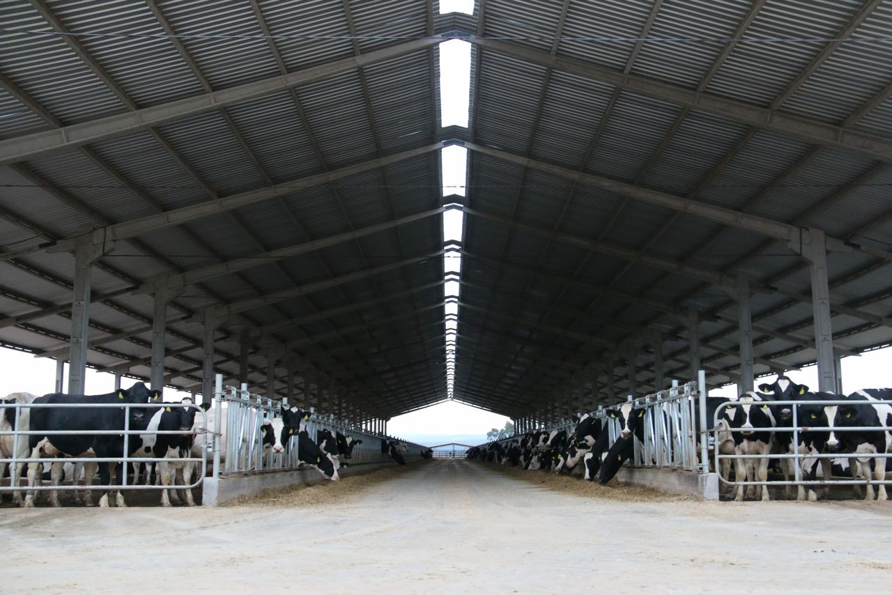 Hitting 1,000 cows in Brazil’s dairy capital