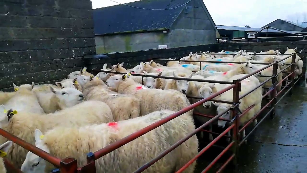 Clearance sale of Cheviot ewes sell up to €340/head at Tullow Mart