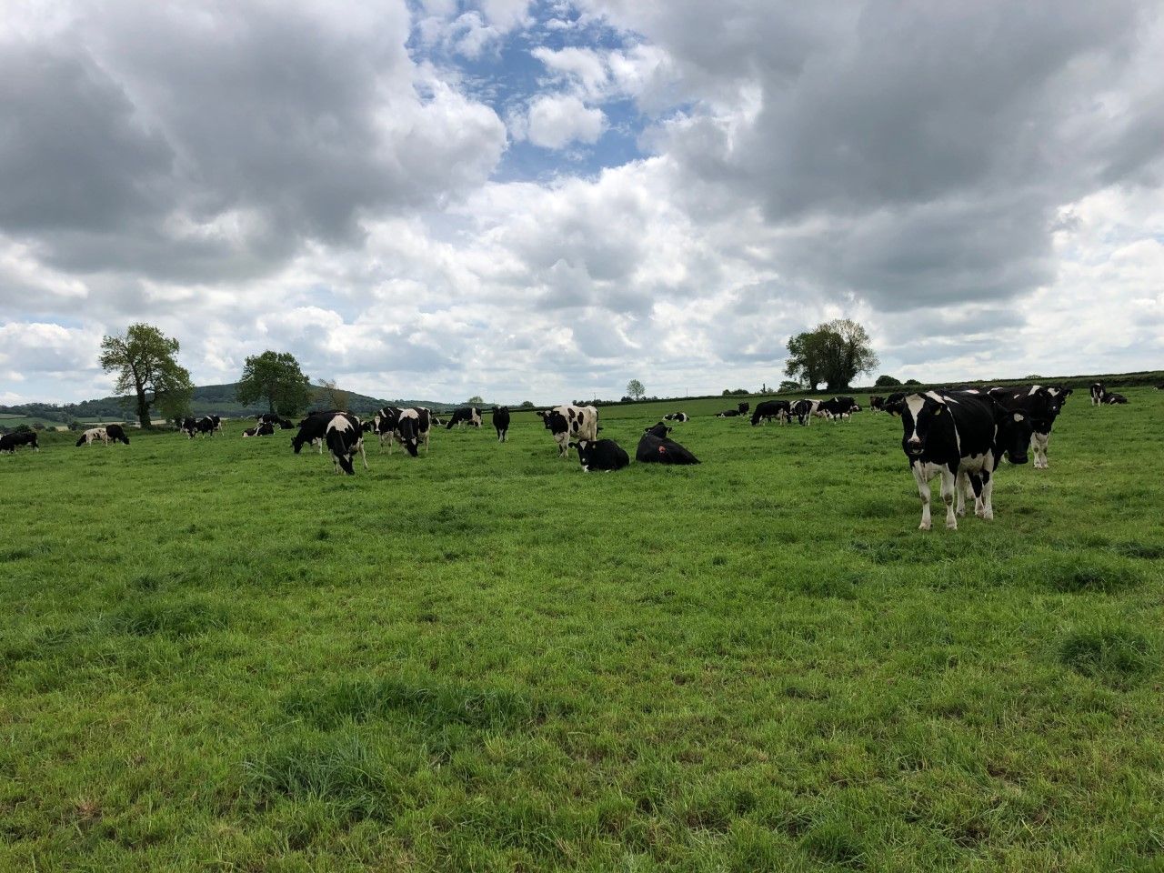 Are you meeting your breeding targets that you had set out?