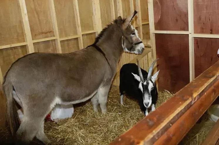 Dublin City Council cancels live animal crib