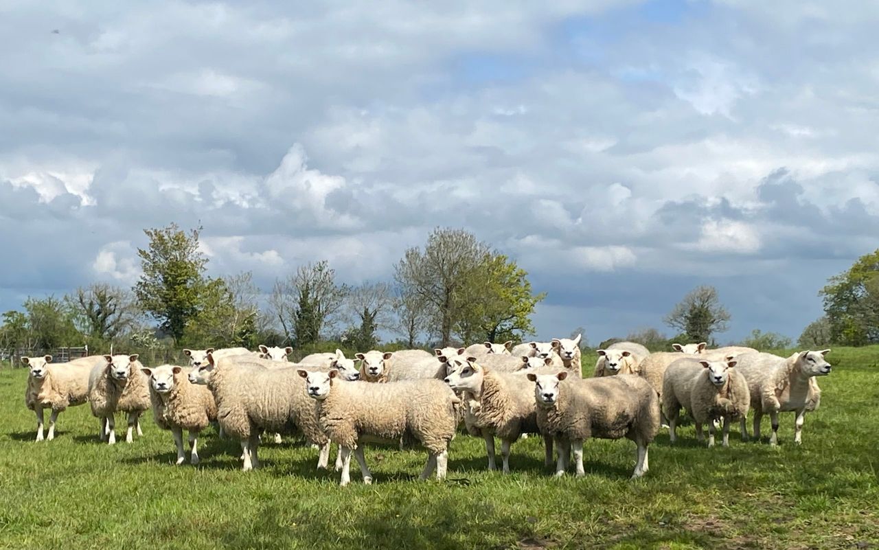 Sheep trade: Lamb price lifts as Eid al-Adha drives demand