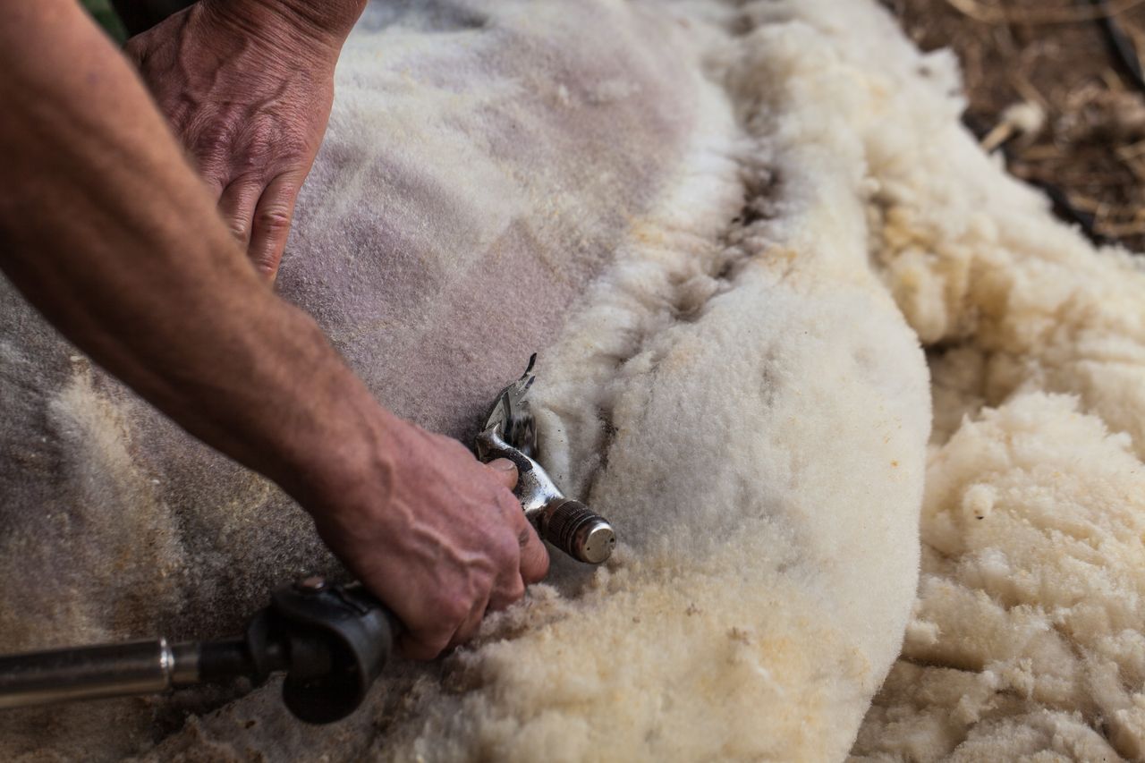 Crowds expected to flock to 'Olympics of sheep shearing'
