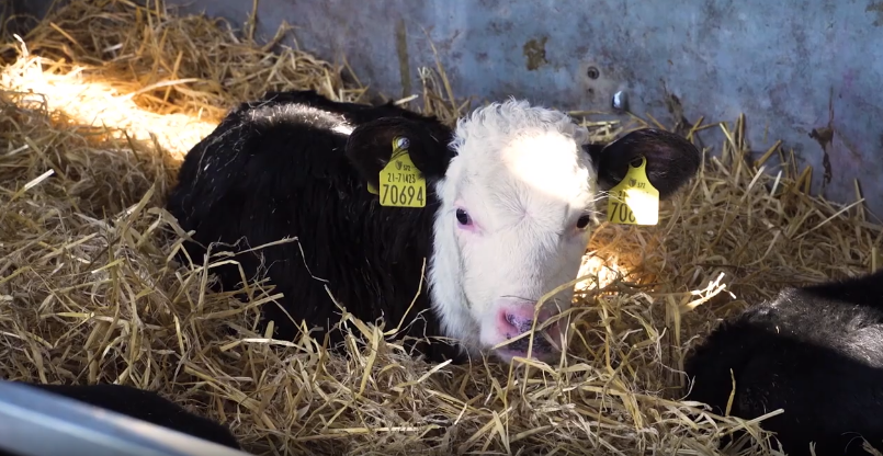 Video series: The complete guide to buying and rearing dairy-beef calves