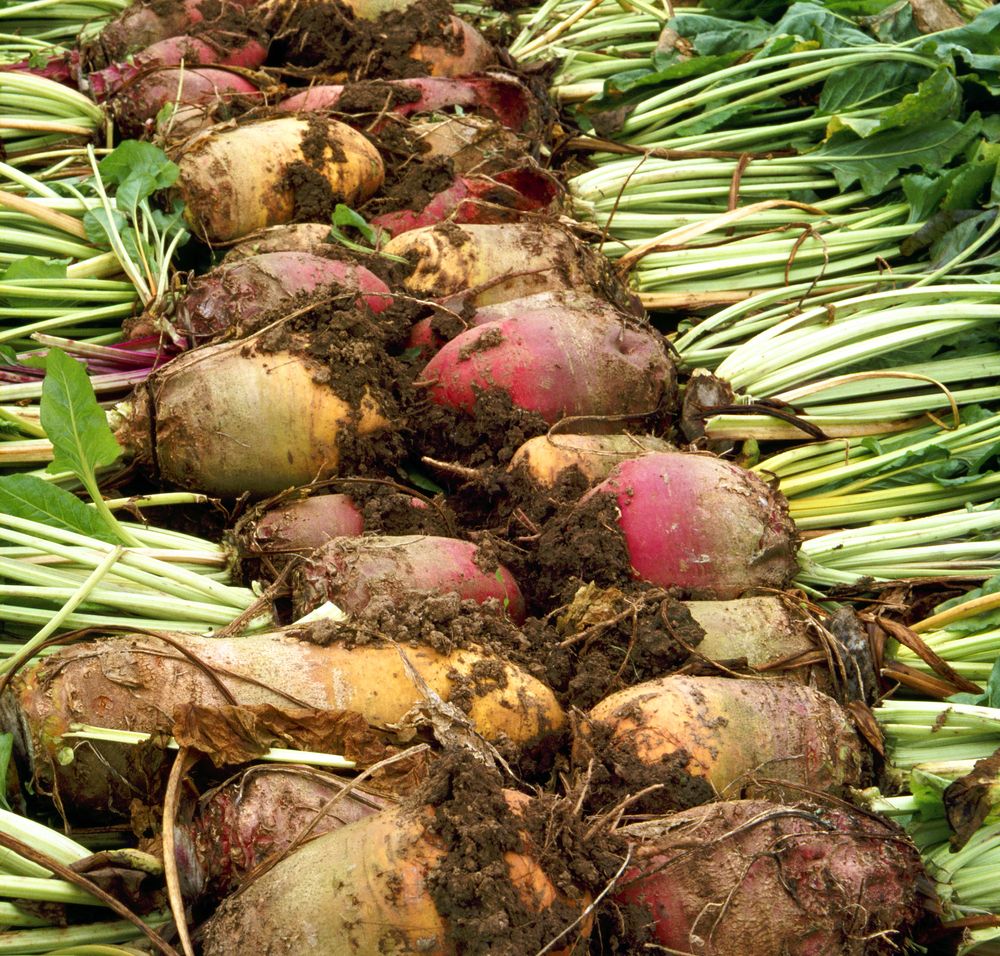 If cattle had pocket money, they would buy fodder beet