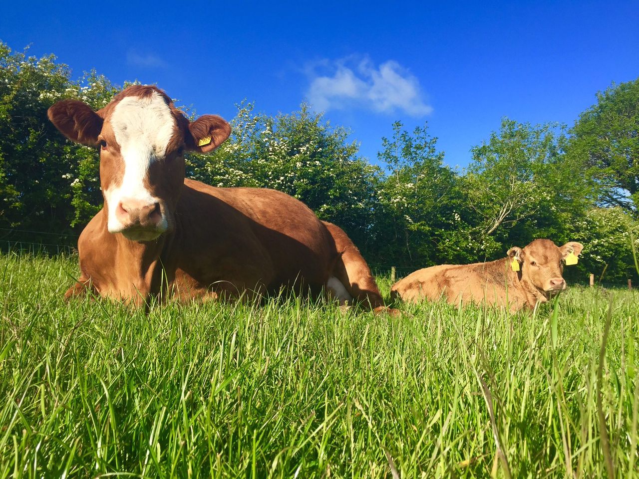 No profit to be made from production on the average suckler farm - Teagasc