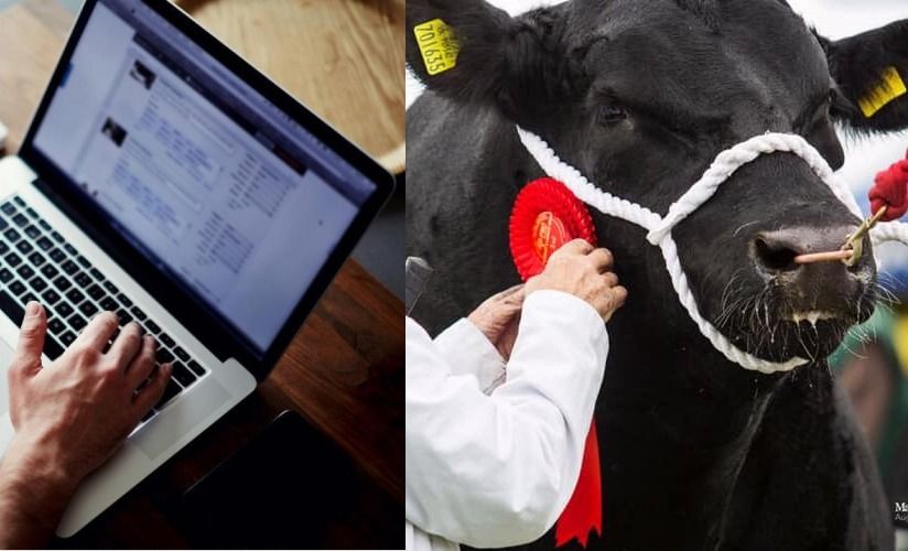 'Stage set' for first online pedigree Angus bull sale