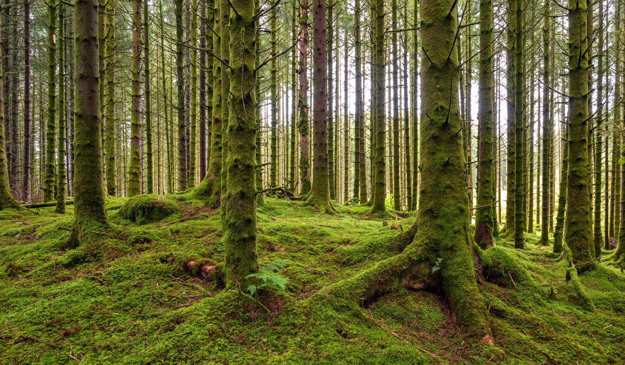33 forestry licences issued by DAFM last week