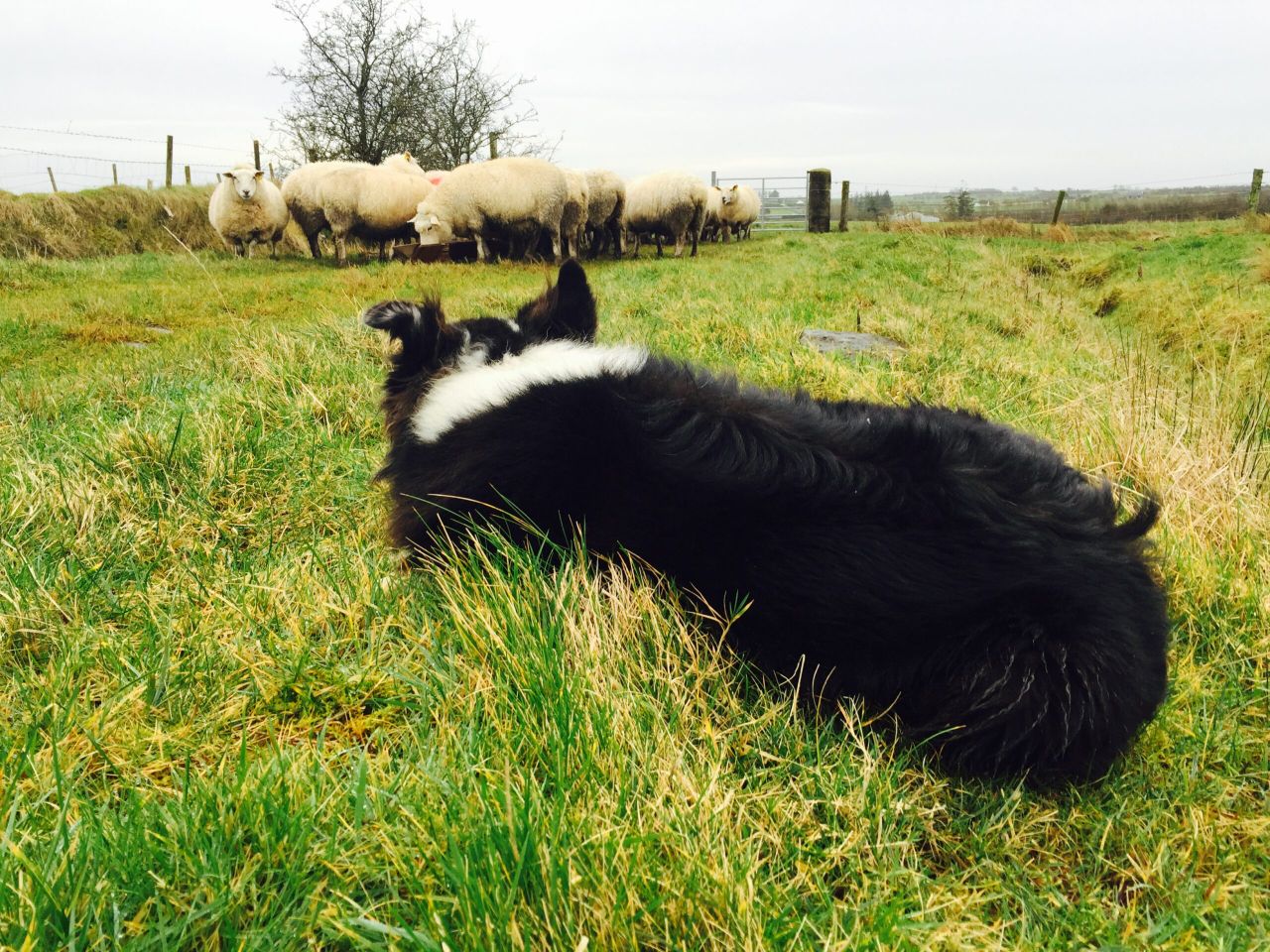 'World record': Sheepdog pup sells for £10,600 in Wales