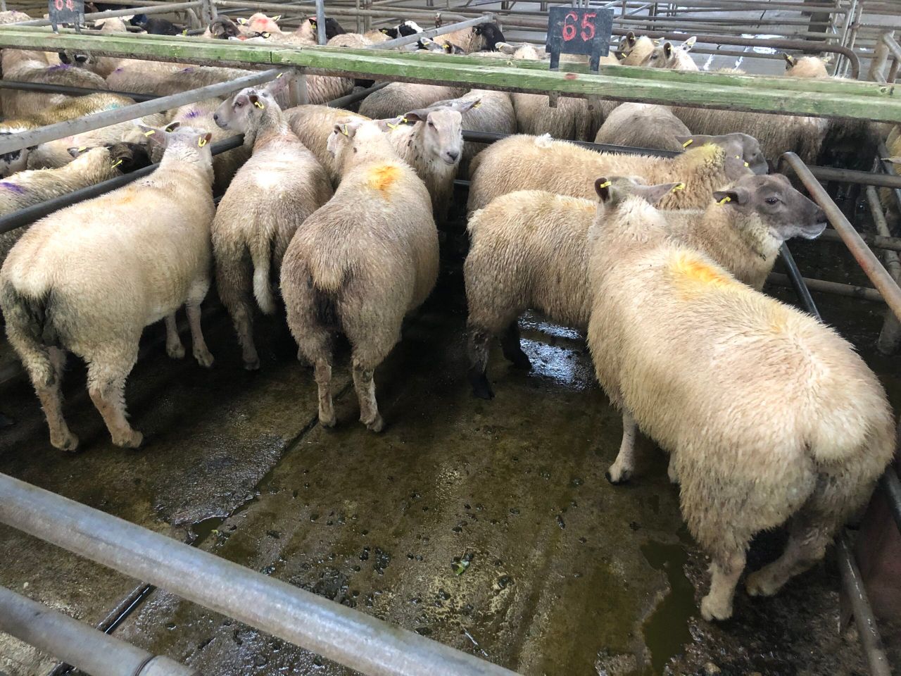 Sheep kill: Throughput falls but still exceeds 60,000
