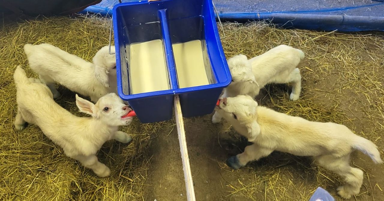 Watch: Are you kidding me? Offaly goat gives birth to quadruplets