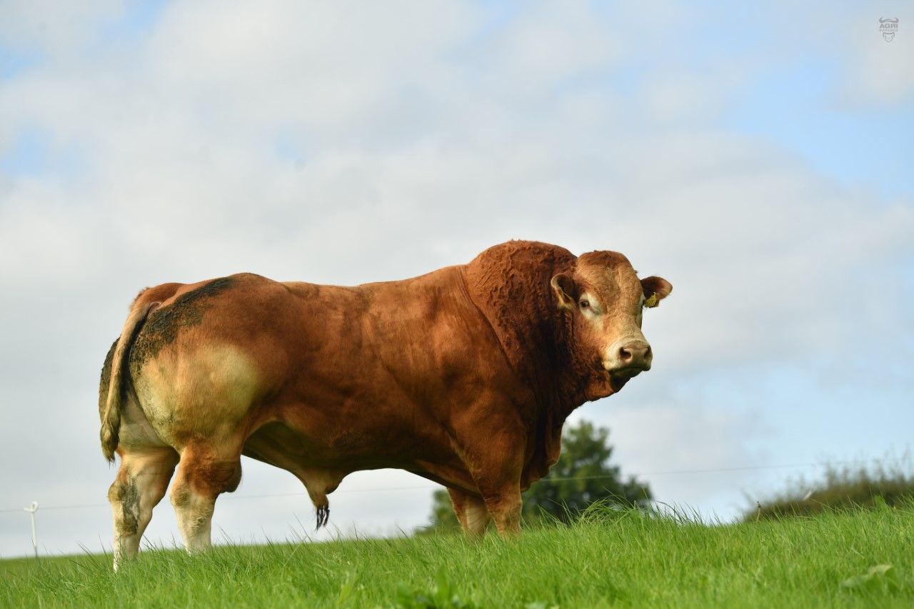 Murphy to step down from role of Limousin society CEO