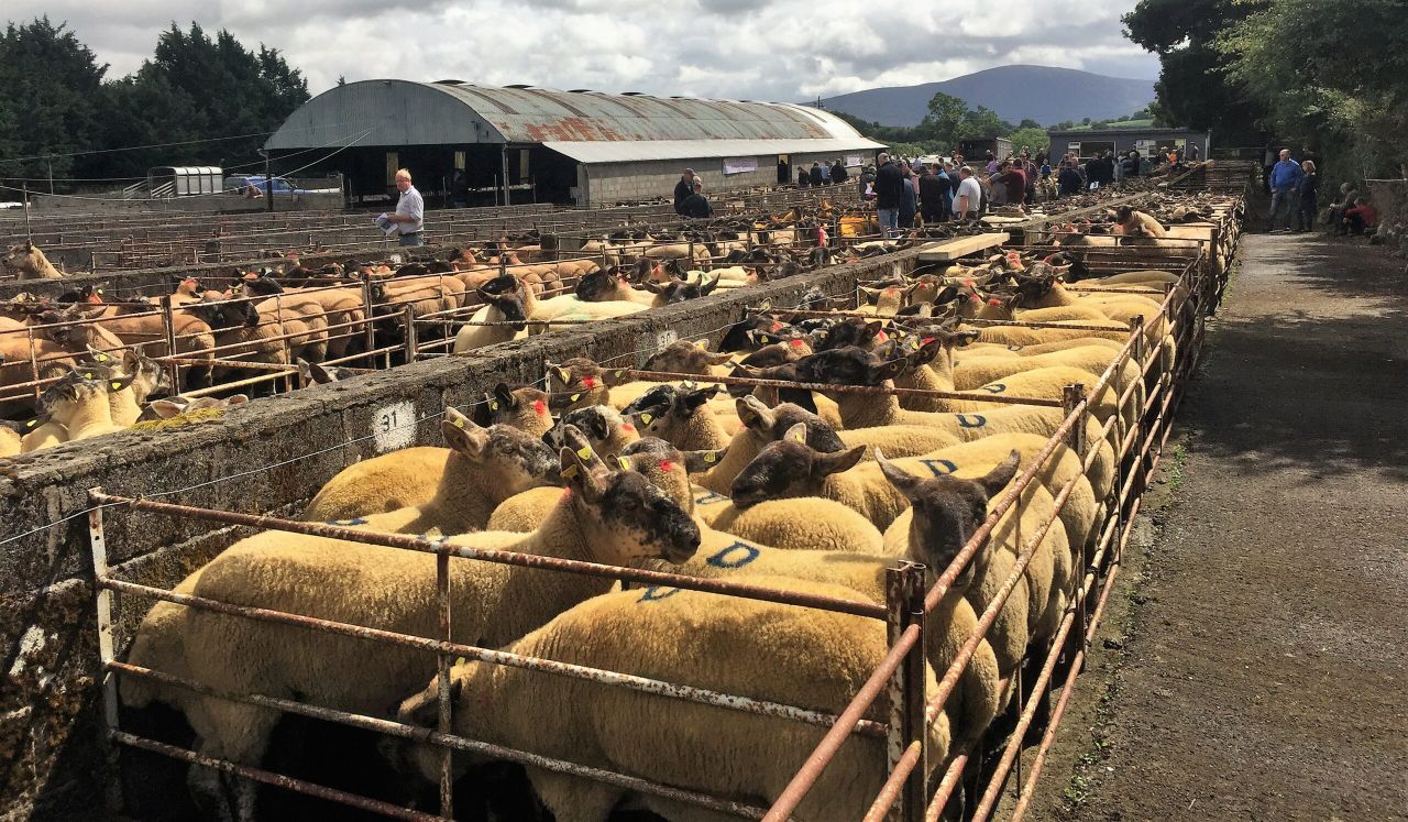 Pics and prices: Buyers travel for Borris Ewe Breeders' show and sale