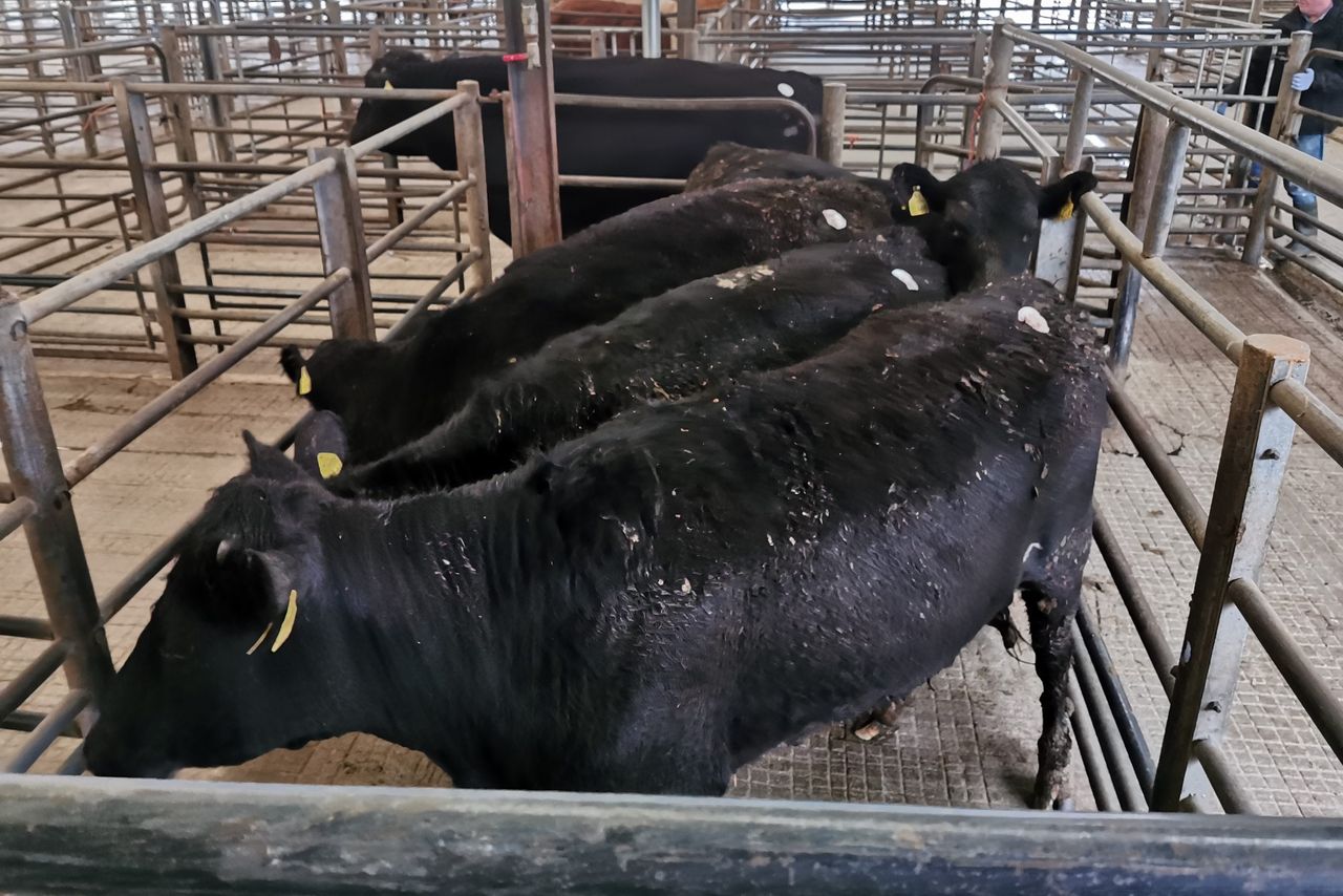 Mart report: Forward Angus-bred cattle in demand