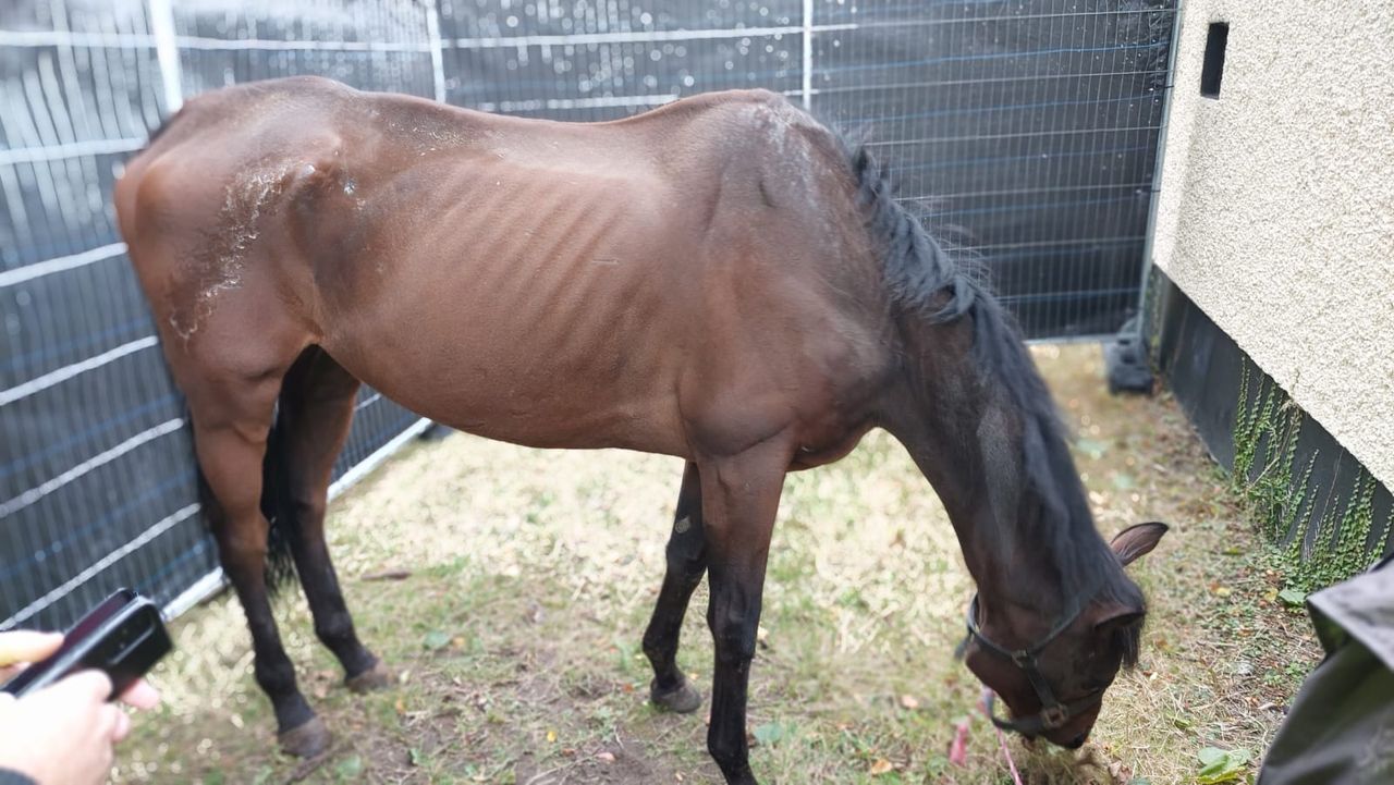 ISPCA seeks homes for 25 animals, including prize-winning racehorse