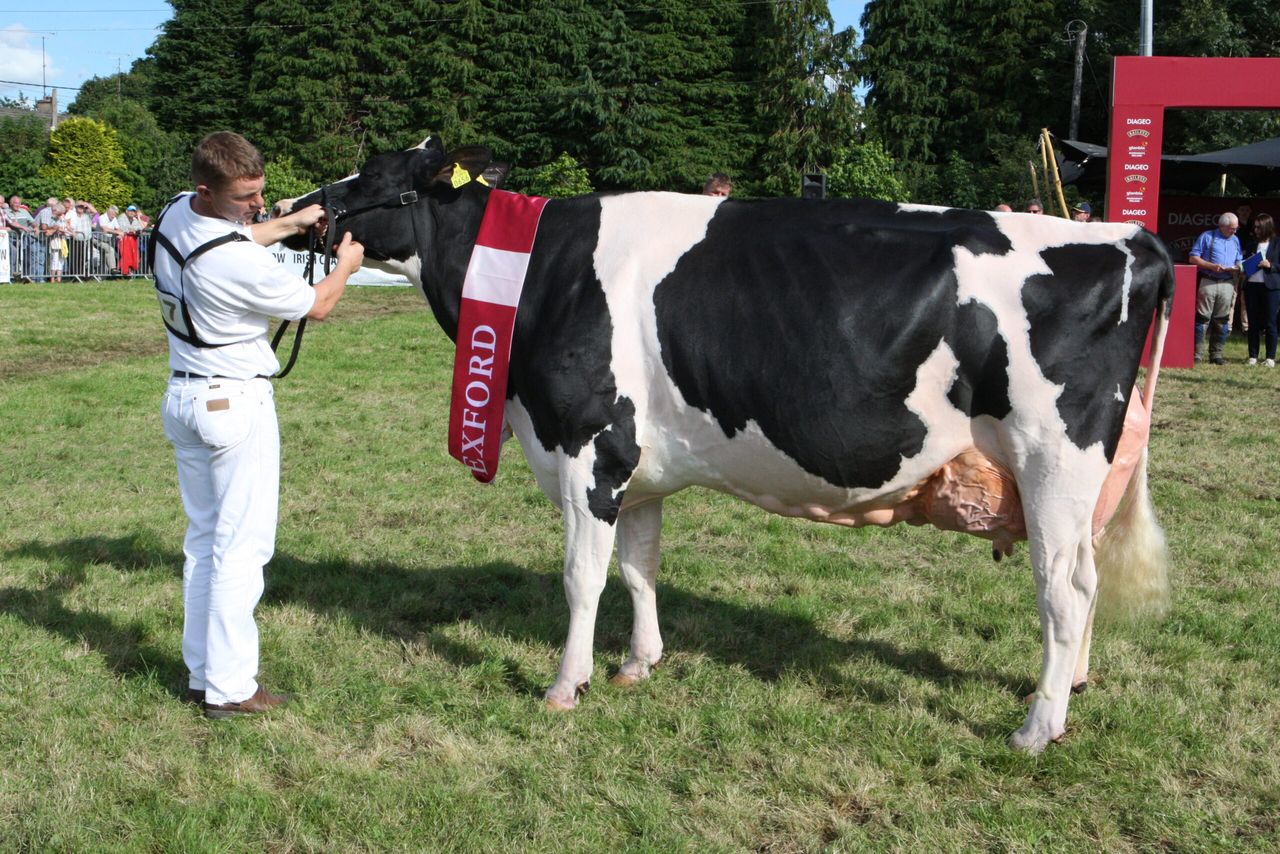 Next week's Baileys cow competition promises elite line-up