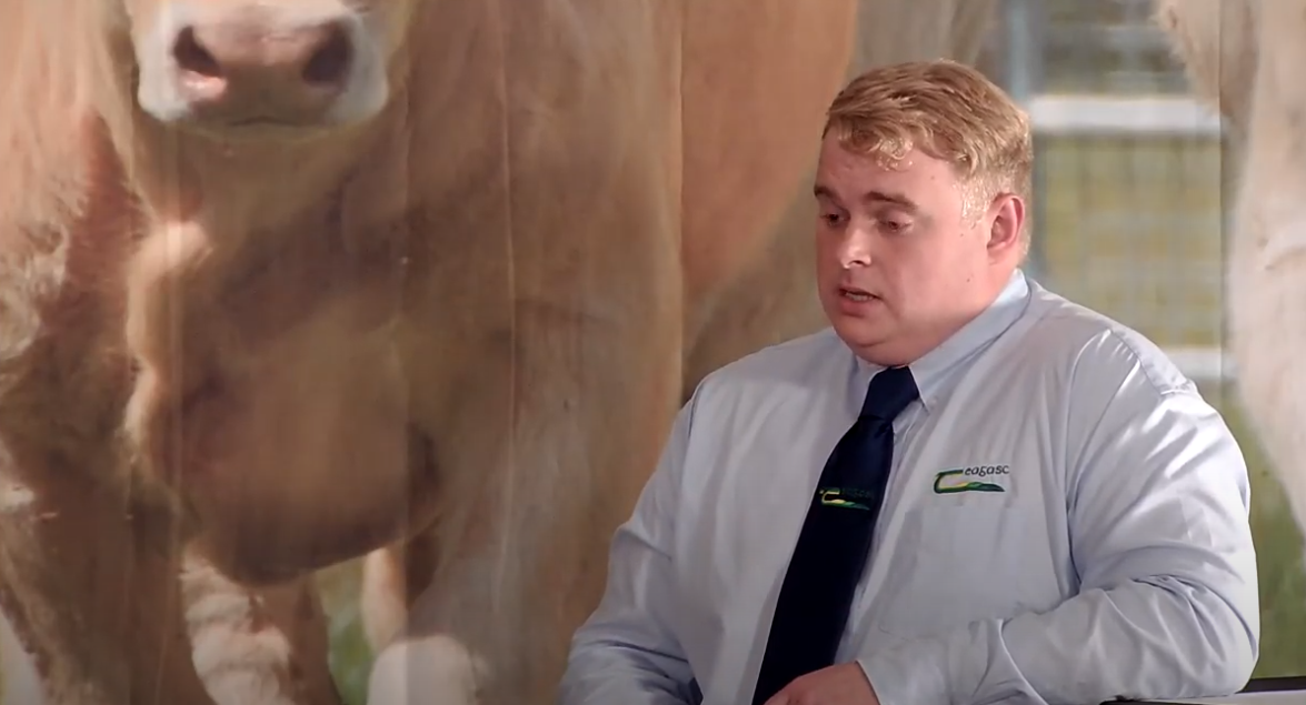How are the Teagasc Green Acres Calf to Beef Programme farms performing in 2020?