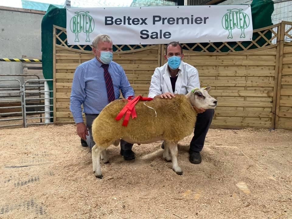 Belgian Beltex Breeders premier sale sees prices top €2,060