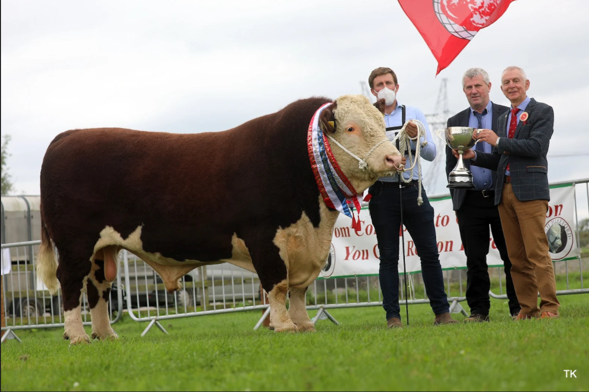 Hereford champions for 2021 crowned at national show