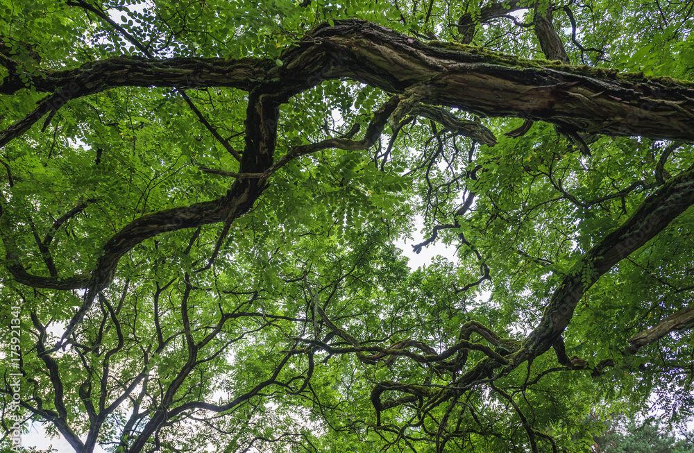 Criticism that ash dieback grant 'not covering it'