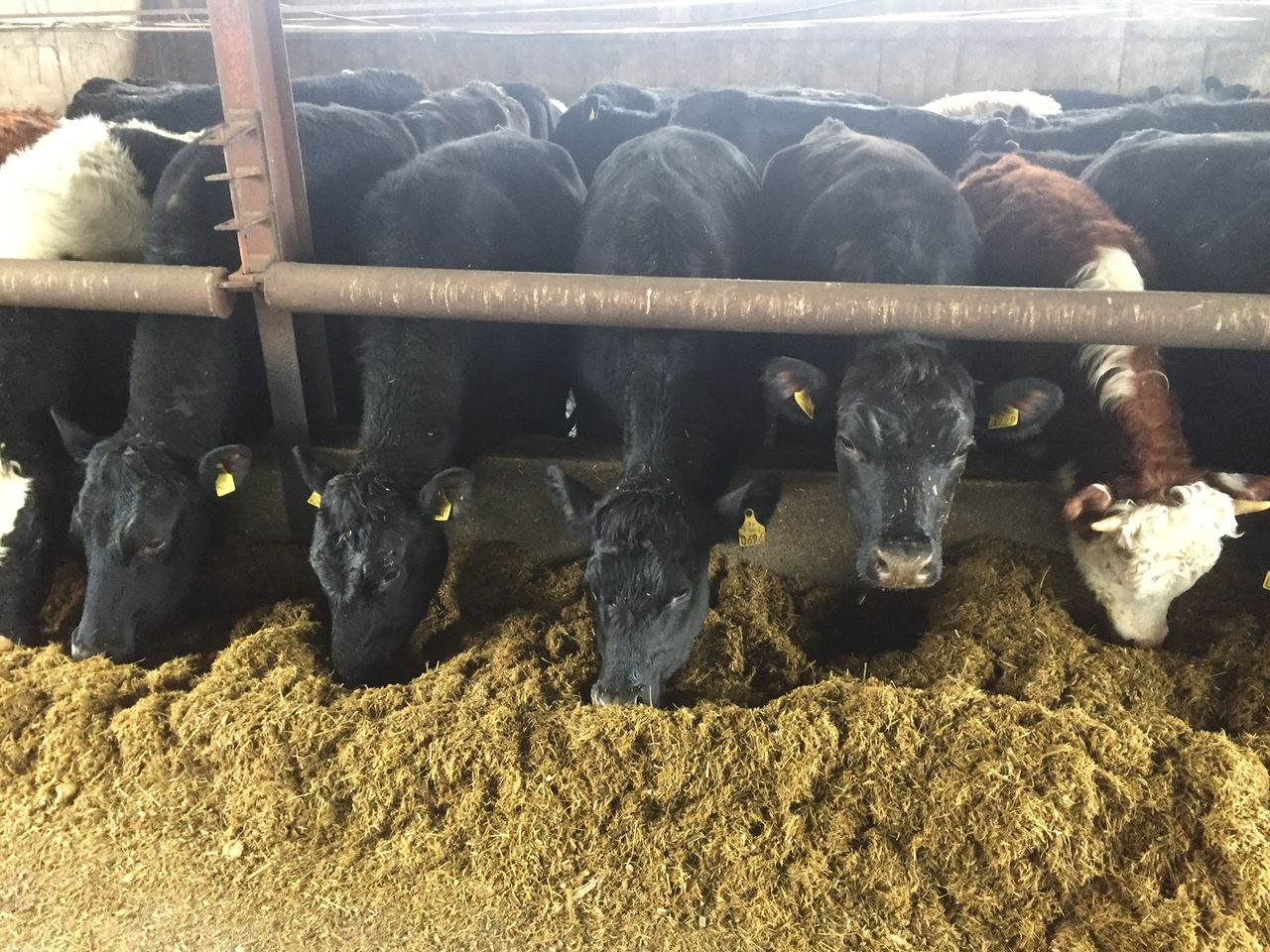 Beef trade: Cow prices take a knock as quotes ease by 20c/kg