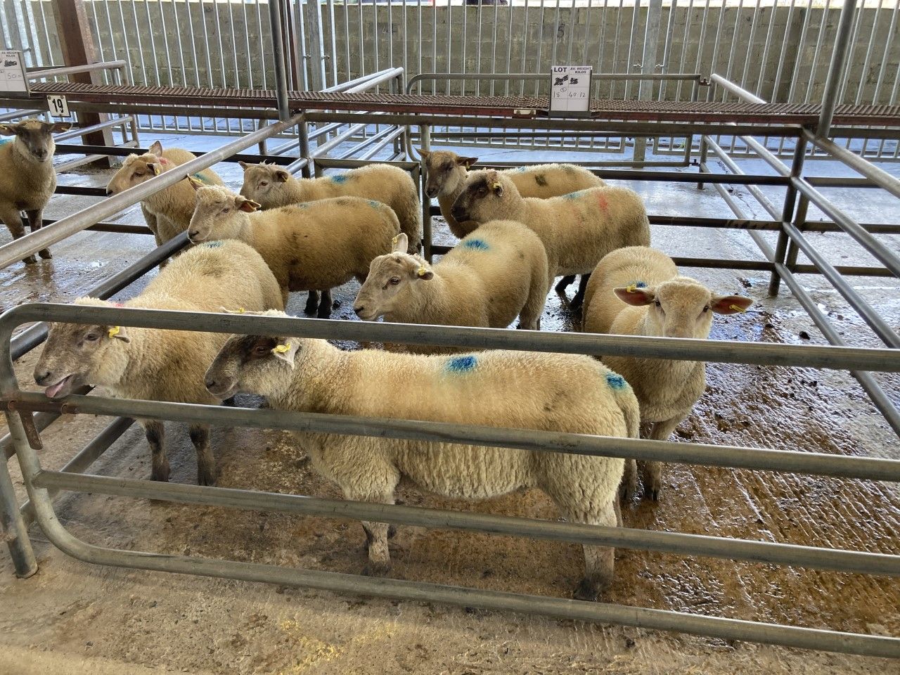 Spring lamb and hogget prices on the rise at marts in GB