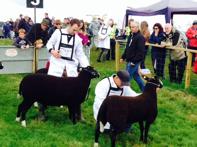 Tullamore Show - Sheep results