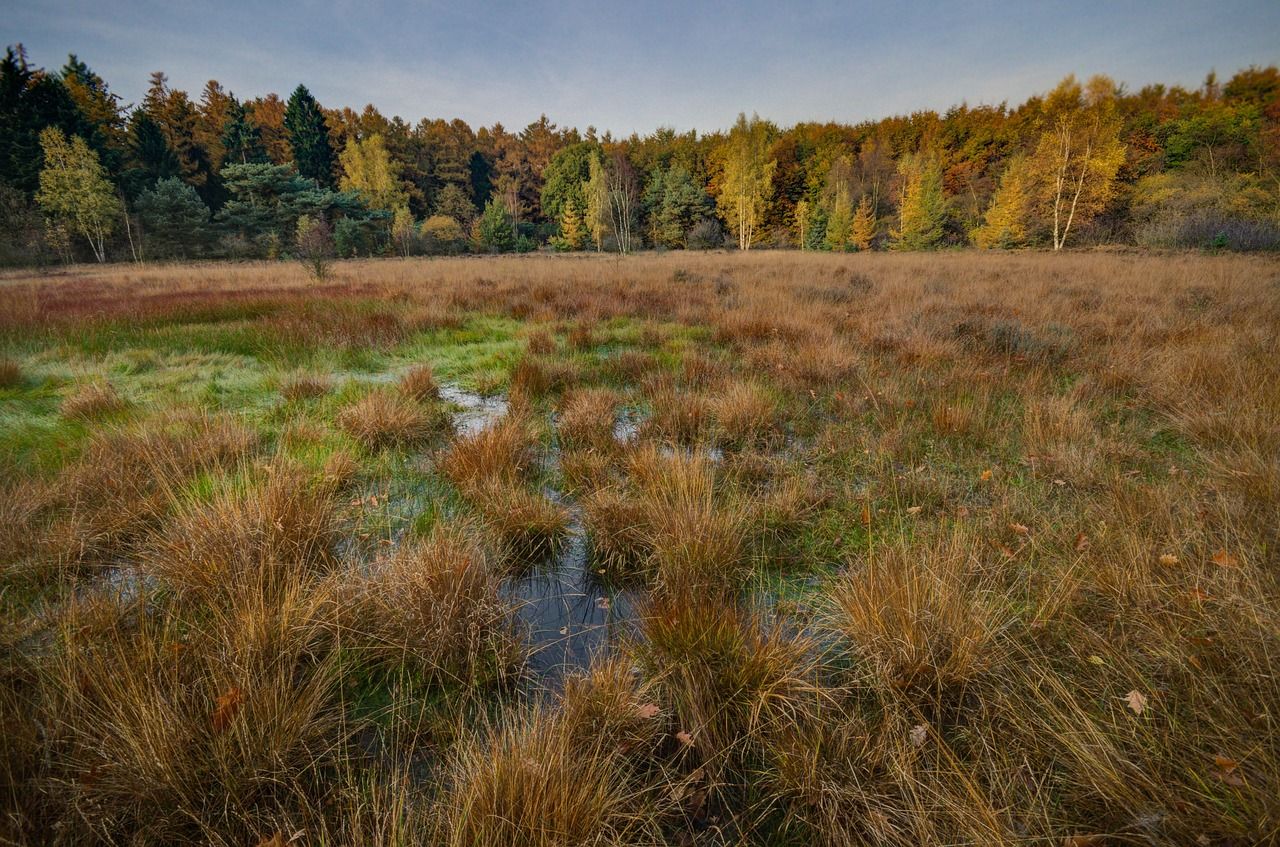 Process to develop National Restoration Plan underway