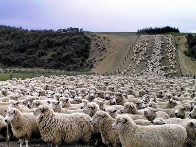 Sheep and cheerful: Call out for 6,000 Irish sheep