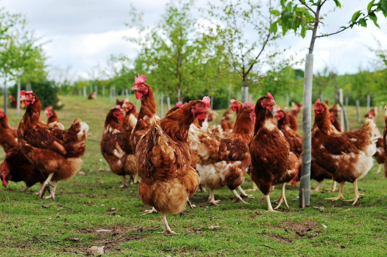Opinion: We need effective vaccine to tackle bird flu