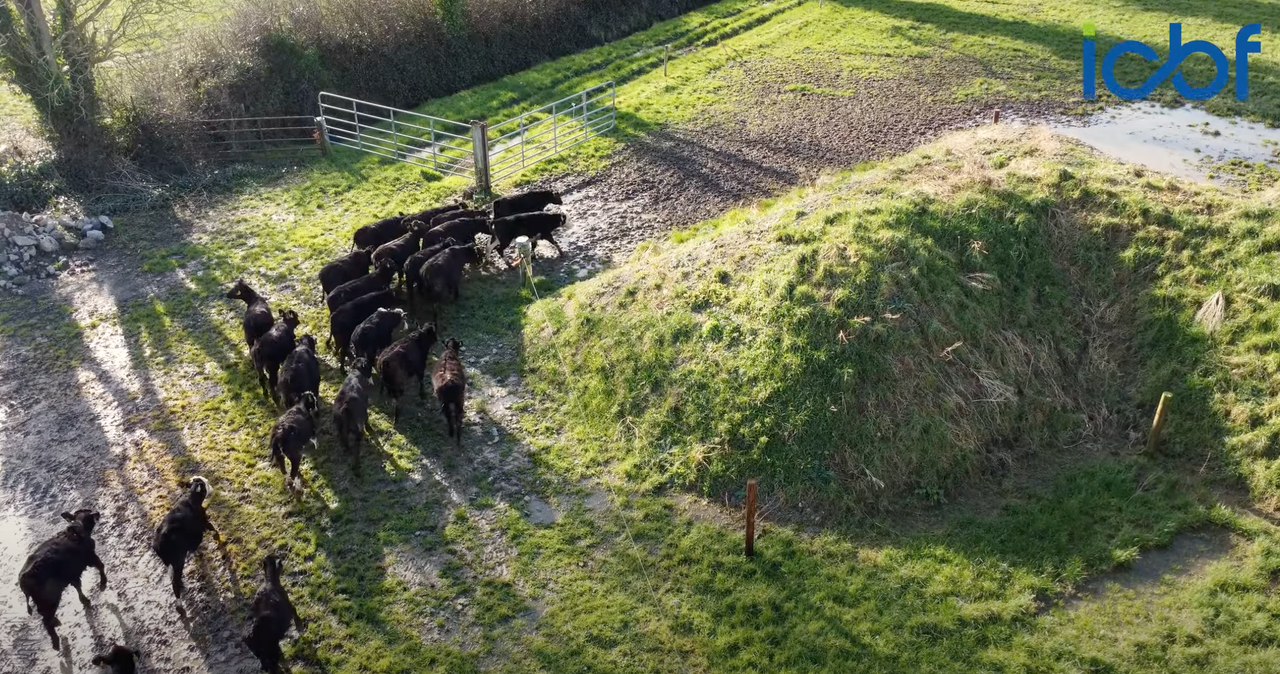 Tipperary beef farmer buying better calves with the help of the CBV