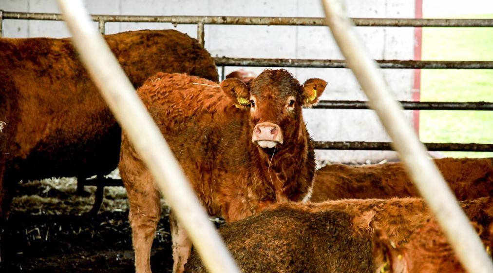 Letter to the editor: 'In-spec' requirements for cattle; right now we have no control; no say; and no choice