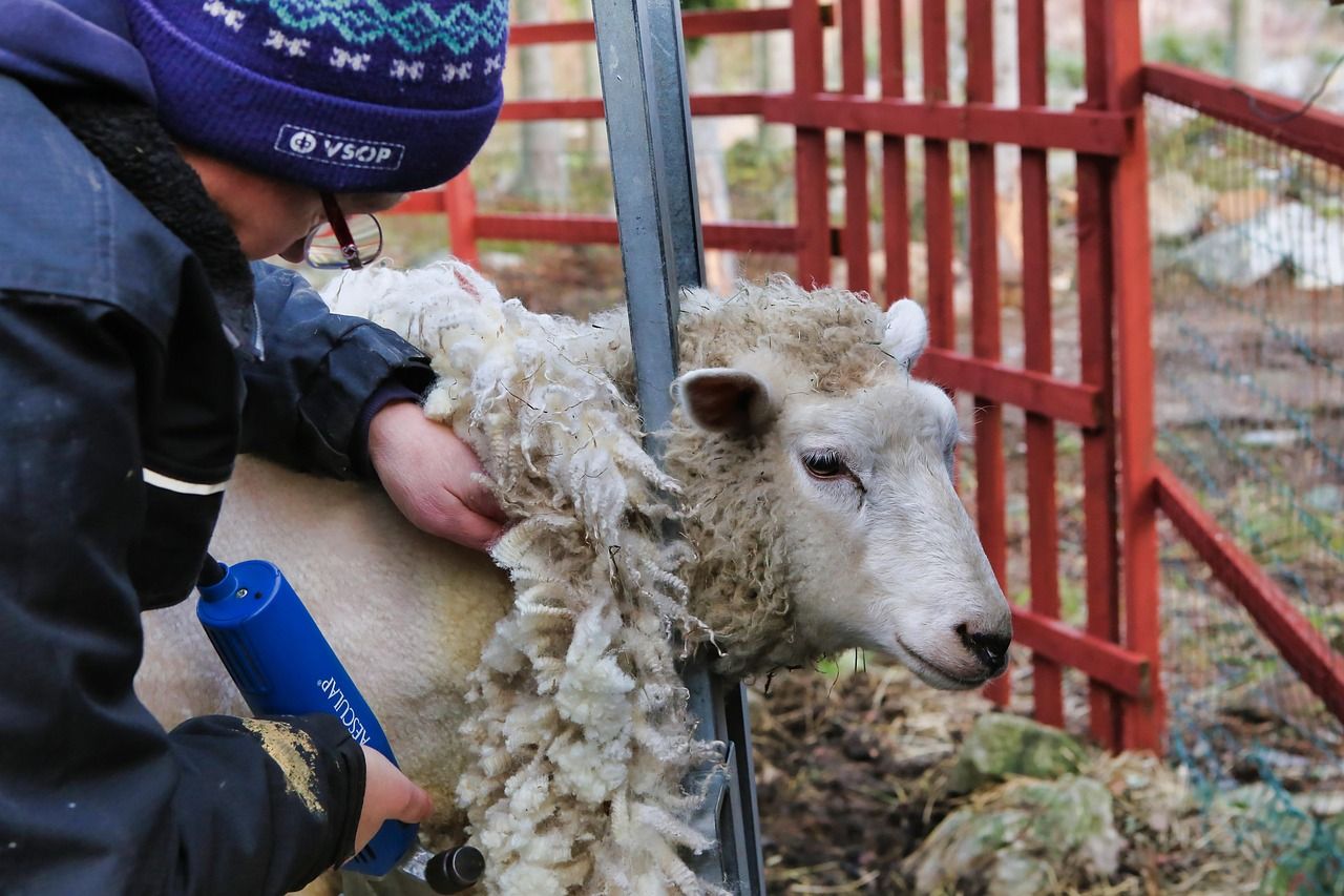 Overseas sheep shearers granted UK work visas after govt u-turn
