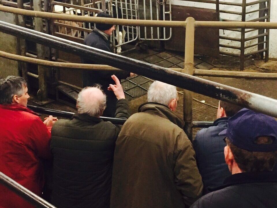 DAFM: Over 1 million cattle sold in marts up to the end of July