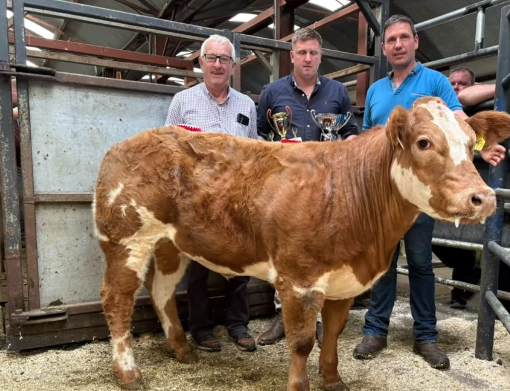 Mart report: Heifer makes €14.46/kg at GVM Abbeyfeale sale