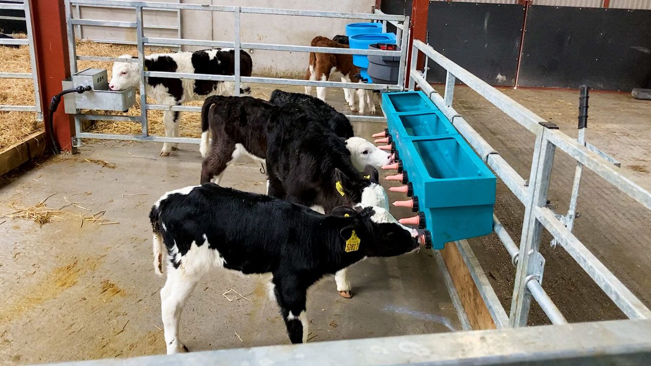 Should farmers resist feeding waste milk to calves?